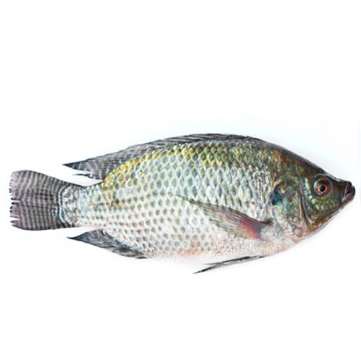 Poisson tilapia